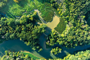 Monitorare la riforestazione con mappe e immagini satellitari