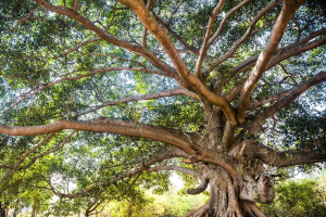 More Varied and United Supply Chains: A New Era for Cobat Consortiums