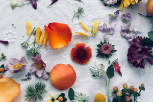 Bio-based, nutraceutica e agricoltura rigenerativa: ecco le prime startup di Terra Next