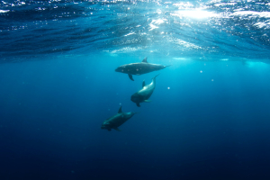 Accordo storico sulle acque d’altura: un sospiro di sollievo per gli oceani