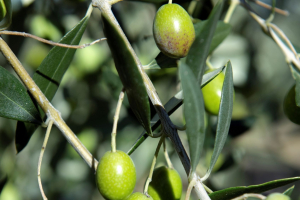 For a more Sustainable and Traceable Olive Oil: Monini's Journey