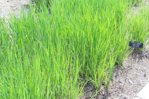 Bioplastica dall’erba nativa delle praterie americane