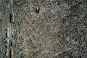 Perdita di biodiversità in America Latina, il peso del commercio internazionale