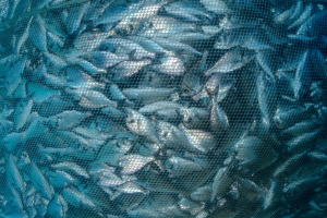 Pesca insostenibile: chi sta svuotando il Mediterraneo?