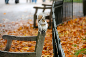 COP16 e città: quali strategie per la tutela della biodiversità?