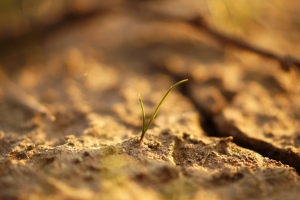 Riscaldamento globale, i microbi del suolo emetteranno il 40% di CO₂ in più