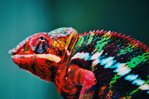 Le parole per capire la biodiversità