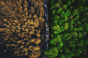 “Intractable” problems? A Door Selection to save carbon credits