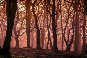 Quando le energie rinnovabili causano la “sindrome della foresta vuota”