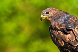 Biodiversità, è nato il primo centro di ricerca italiano