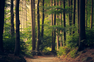 Registro dei crediti di carbonio forestali, un passo avanti per il clima e per i boschi