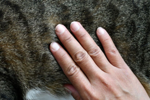 Relazioni, umani e altri animali: un evento per riflettere su chi siamo