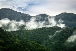 Rete Clima: serve sostenere carbon insetting tramite rigenerazione forestale e agricola