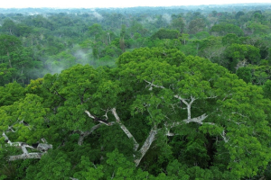 Rigenerare la foresta amazzonica, l’impegno di Satorisan