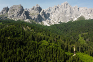Rigenerare la natura urbana, compie tre anni il progetto Foresta Italia