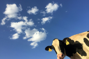 EU: 90% emissions cut by 2040, with the help of nuclear power but without that of agriculture