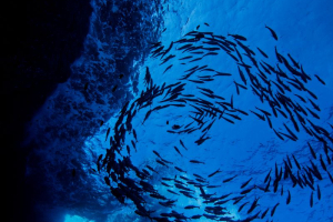 La Norvegia mette un freno al deep sea mining