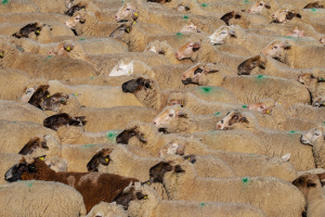 Carne: con Cattlechain si colma il divario tra allevatori e consumatori