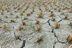 L’appello delle associazioni: emergenza siccità, il Governo inverta la rotta