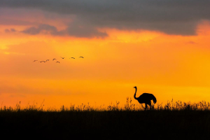 WWF: la natura sta scomparendo, gli animali selvatici sono diminuiti del 73%
