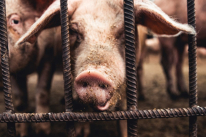 Spagna, sentenza storica: gli allevamenti intensivi violano i diritti umani