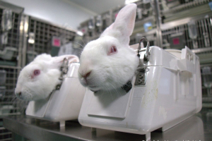 Sperimentazione animale: un male ancora necessario?