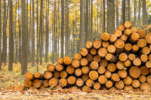 Perché dobbiamo procedere con cautela nella transizione ai materiali bio-based