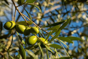 Startup, Ager Oliva: rigenerazione degli uliveti abbandonati della Toscana