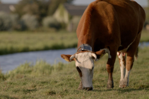 Startup, Collie: an App and a Collar to Manage Grazing Herds Remotely
