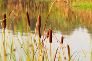 Startup, Elementerre: l’edilizia del futuro con terra cruda e lisca