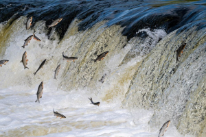 Jeff Opperman (WWF): 