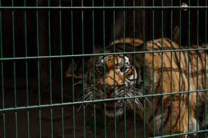 Trafficanti di natura: il libro che fa luce sul saccheggio di specie protette