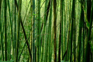 Tutti i benefici di una foresta di bambù