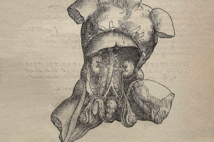 A Long, Healthy Life