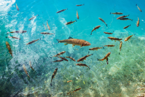 PFAS, “l'inquinamento delle acque UE e della loro fauna è gravemente sottostimato”