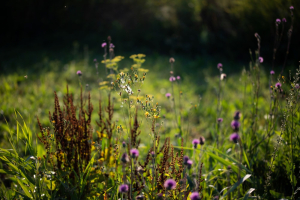 Agromining: e se coltivassimo i metalli?