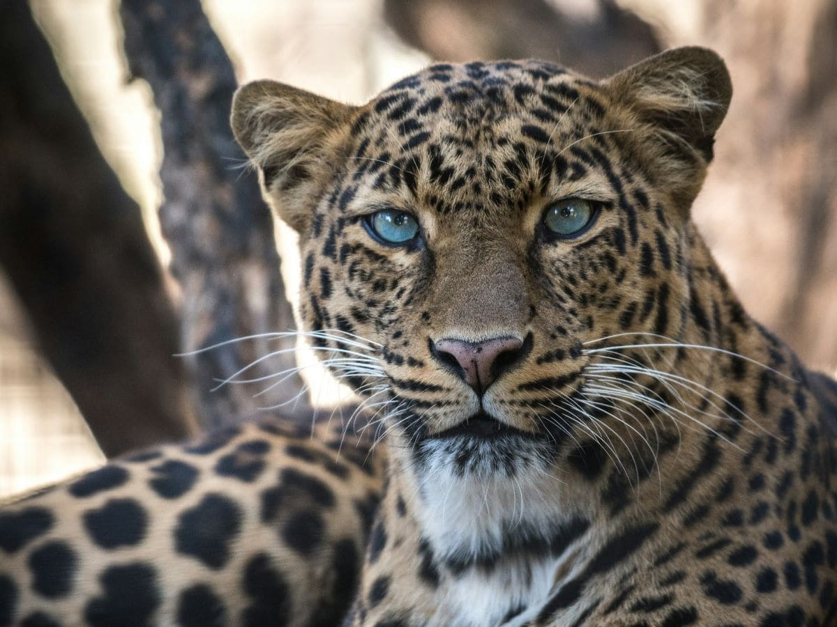 From Jaguars to Sharks: Protecting Wildlife Against Transnational Crime