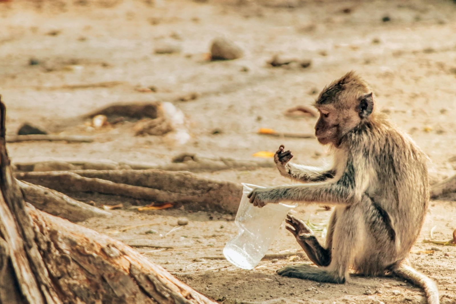 Planet vs Plastic, the Hidden Cost of an Unwise Use