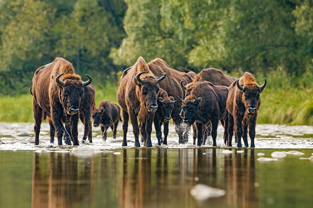Rewilding: Meaning and Benefits of Active Ecological Restoration