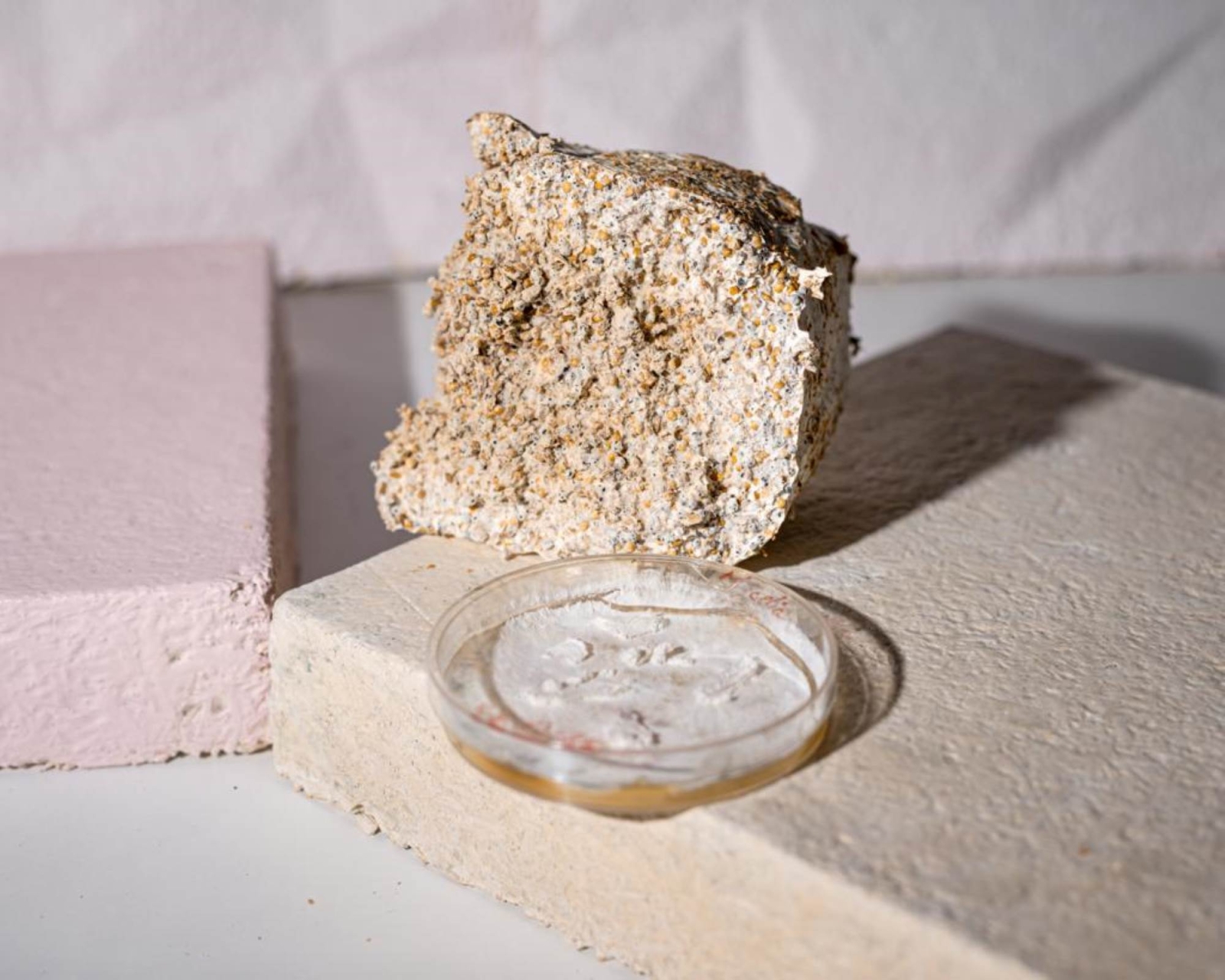 Startup: arredi e imballaggi biodegradabili dai funghi con RongoDesign