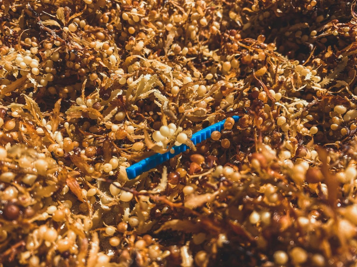Sargassi, da specie fuori controllo a opportunità di investimento circolare