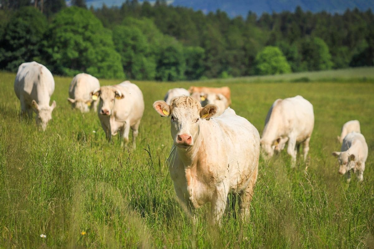 Settore zootecnico, nuova partnership tra Rete Clima e Vetos Europe