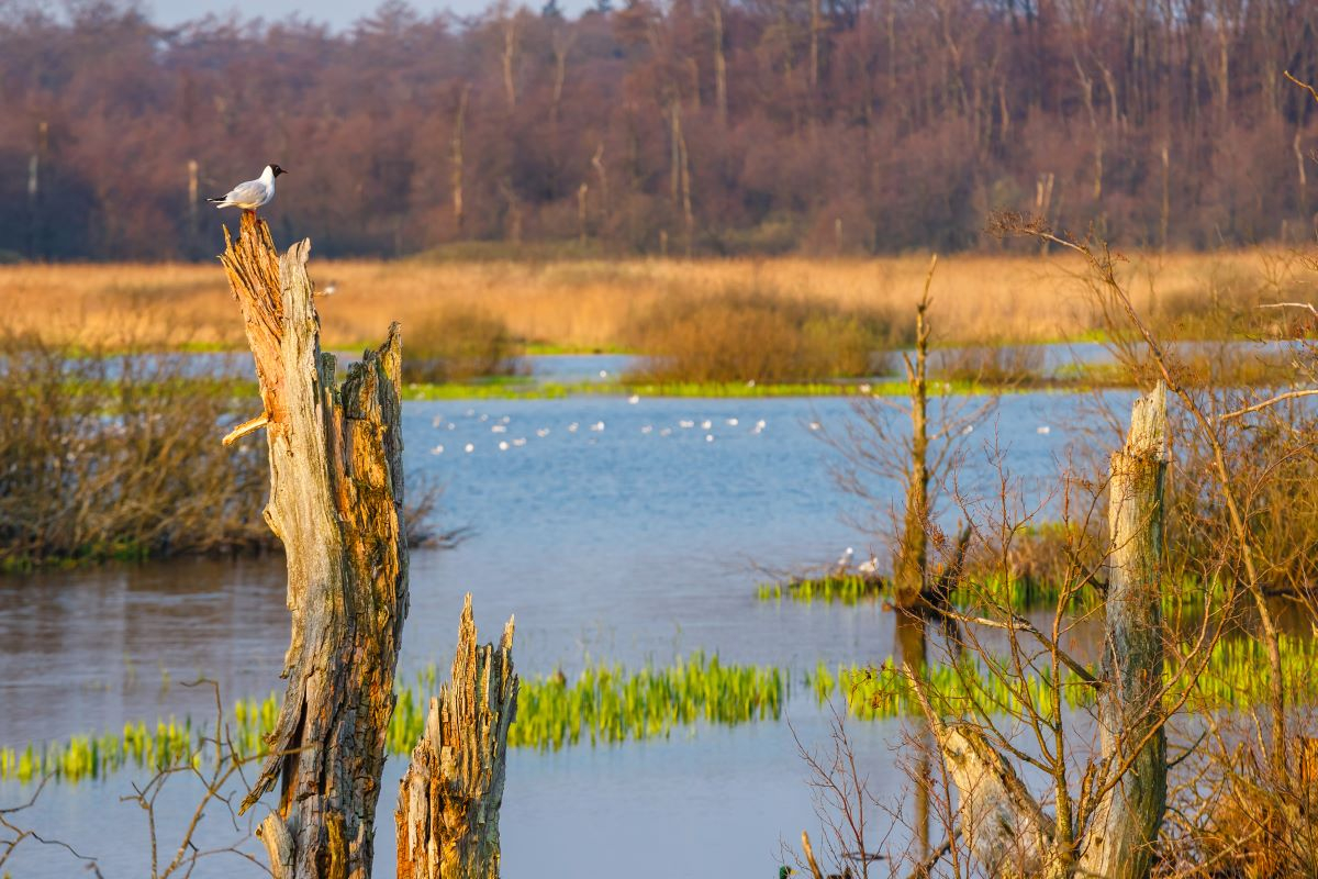 Europe cannot afford to weaken its water protection laws 