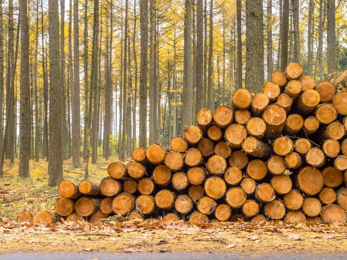 Why We Must Proceed Cautiously in the Bio-based Material Transition