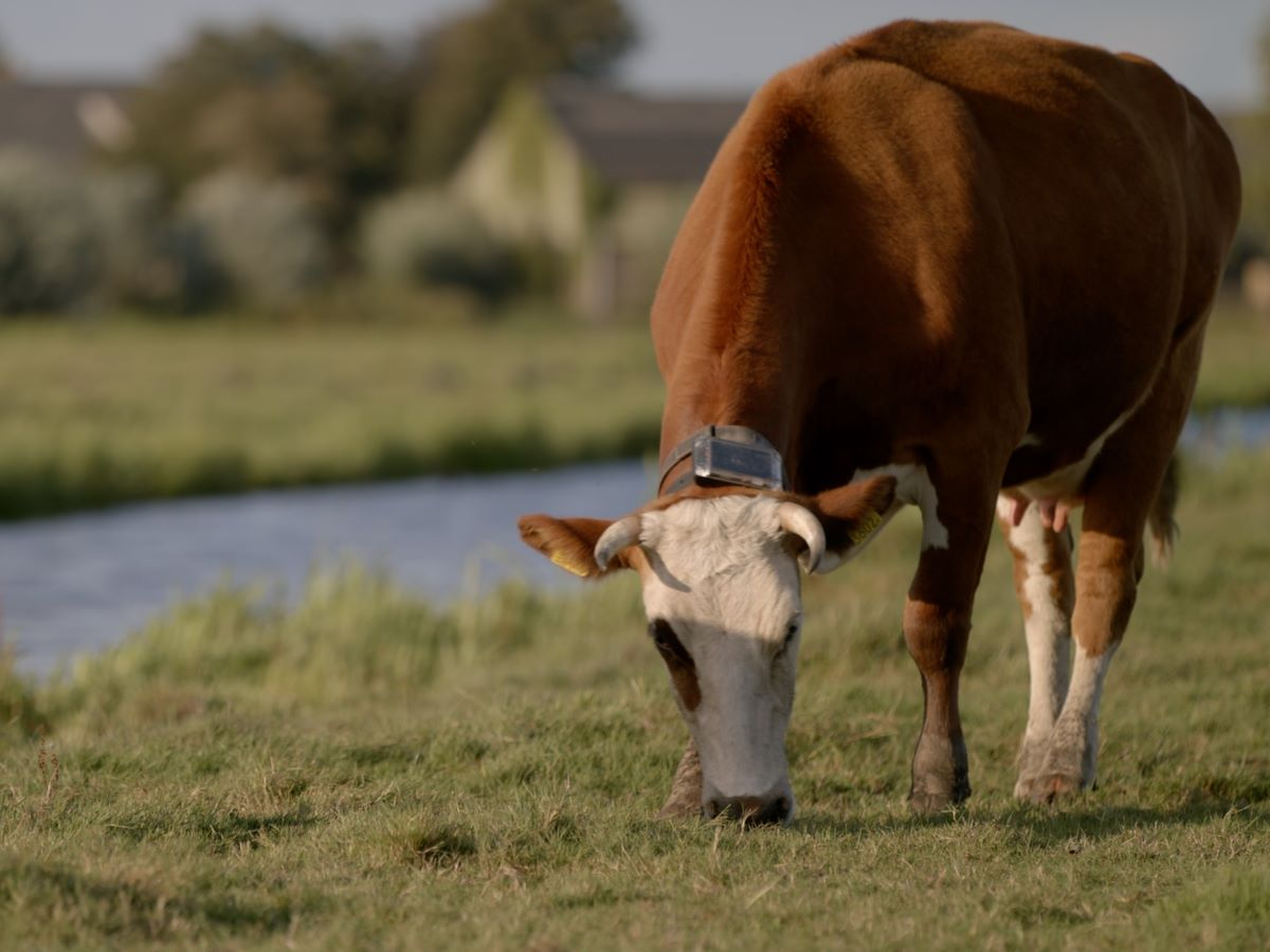 Startup, Collie: an App and a Collar to Manage Grazing Herds Remotely