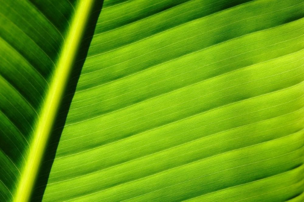 Startup, assorbenti biodegradabili in fibra di banano con Saathi Pads