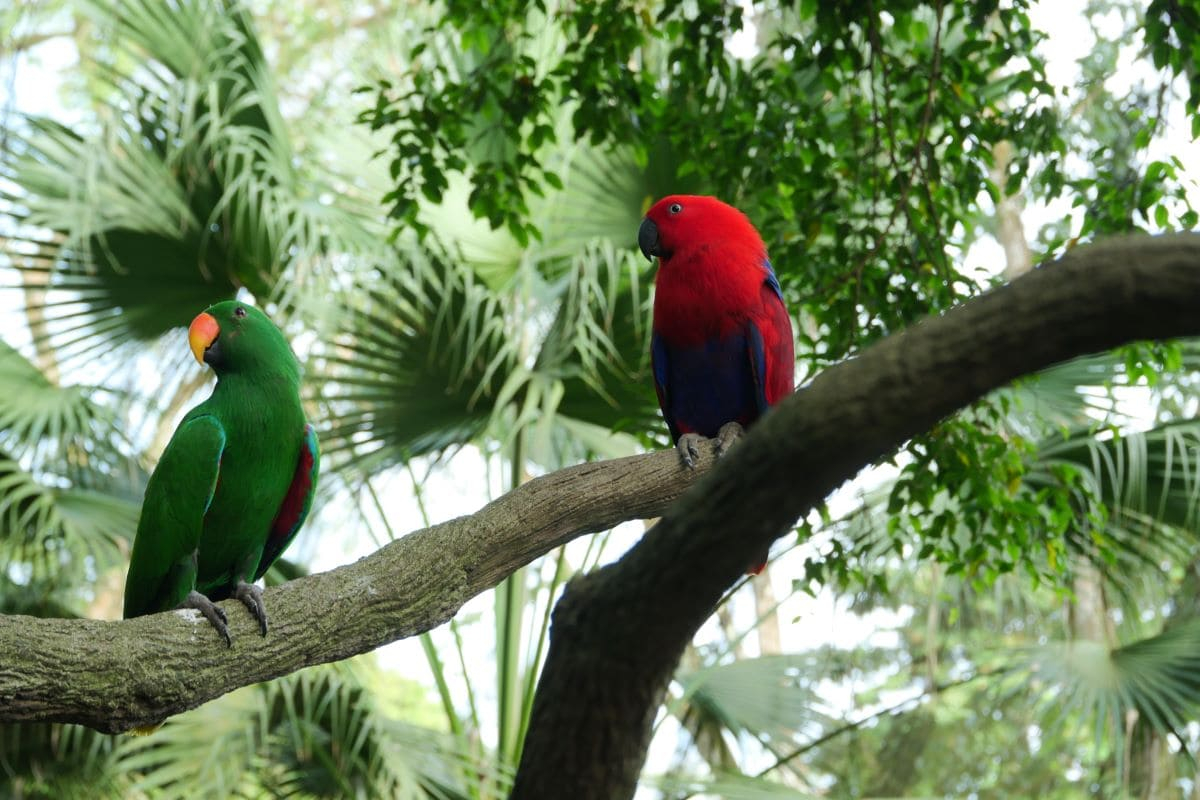 At COP16 Colombia 2024, biodiversity negotiations are ready to start