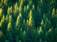 Foreste, clima e filiera del legno: trasformare una crisi in opportunità