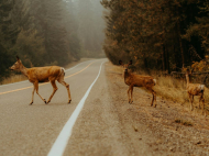 Hillary Rosner, reconnecting humanity and nature in a fractured world