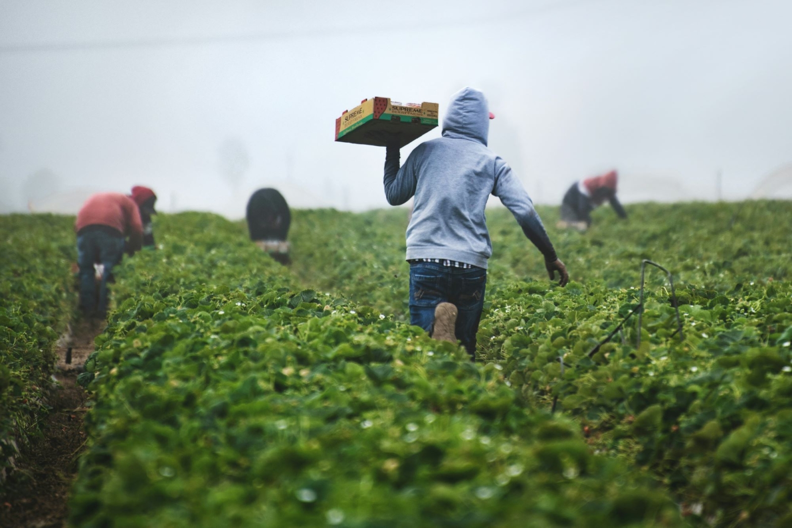 Dalla parte degli agricoltori (e non dell’agrobusiness). Una questione sistemica